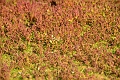small heath hayling island